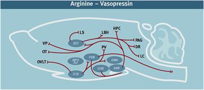 Sex Differences in the Regulation of Offensive Aggression and Dominance by Arginine-Vasopressin